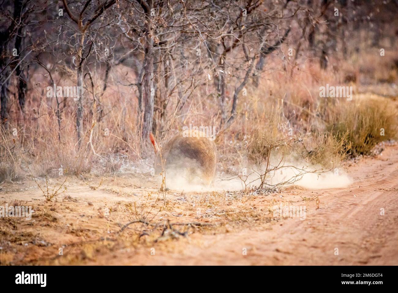 Aardvark foraggio per formiche nel cespuglio. Foto Stock