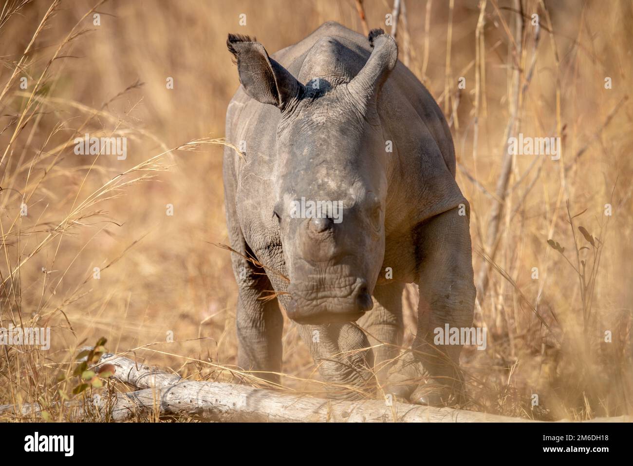 Bambino bianco rinoceronte vitello in erba alta. Foto Stock