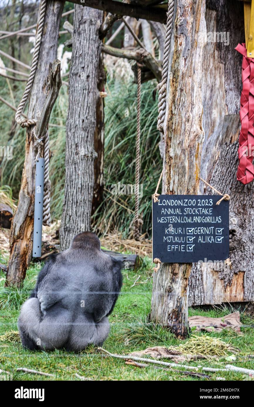 Londra, Regno Unito. 03rd Jan, 2023. Un gorilla Western Lowland è raffigurato durante il ZSL London Zoo's Annual Stockting 2023. Credit: SOPA Images Limited/Alamy Live News Foto Stock