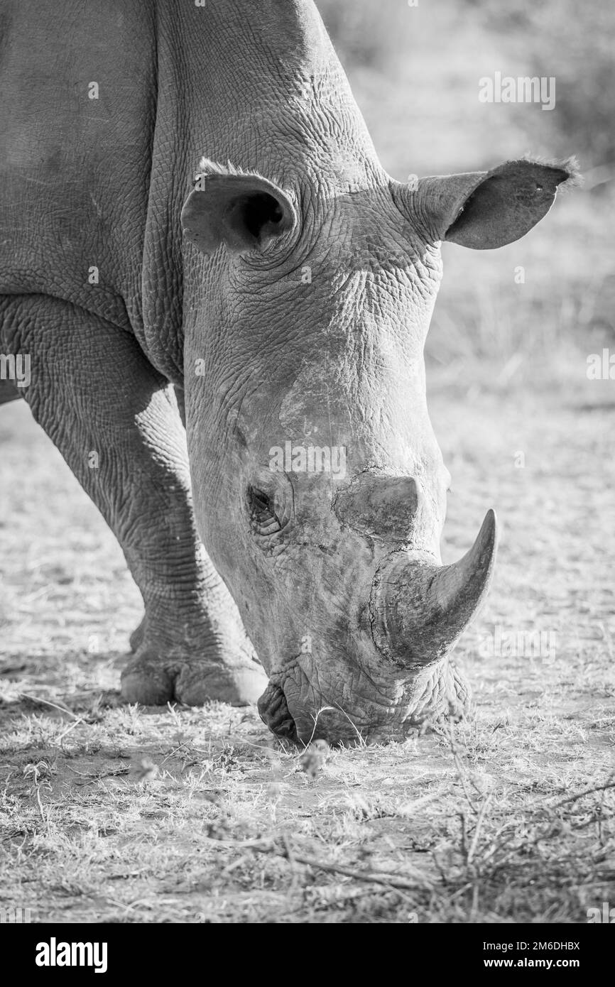 Primo piano di un bianco rhino pascolo. Foto Stock