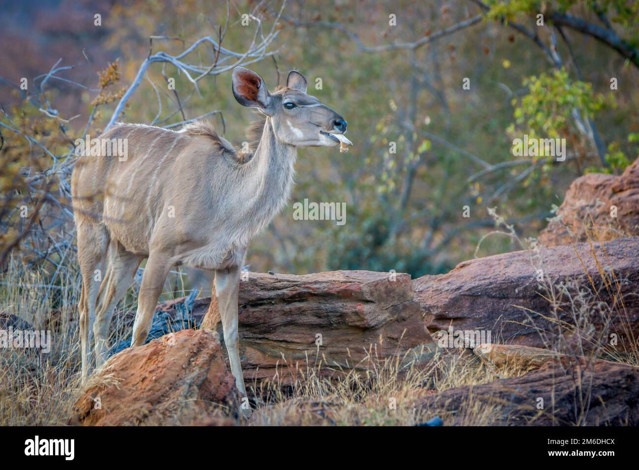 Femmina Kudu masticare su un osso. Foto Stock