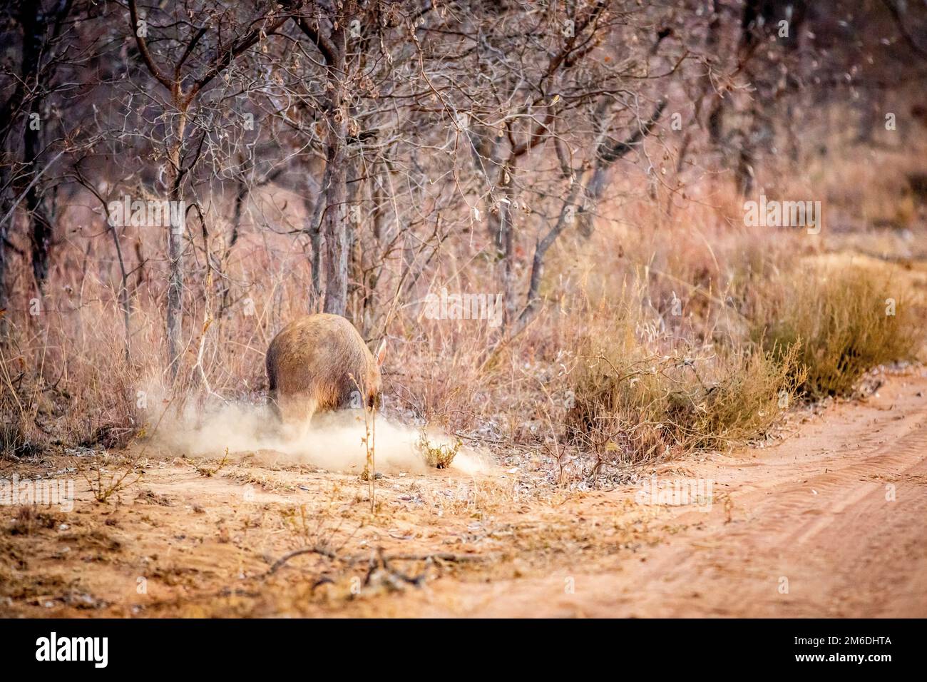 Aardvark foraggio per formiche nel cespuglio. Foto Stock