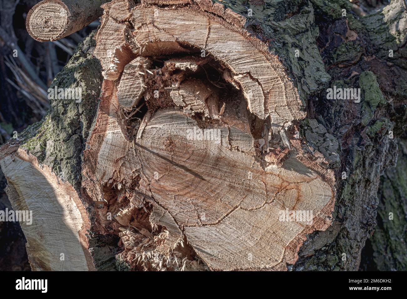 Croce tagliare un grande albero, struttura di legno Foto Stock