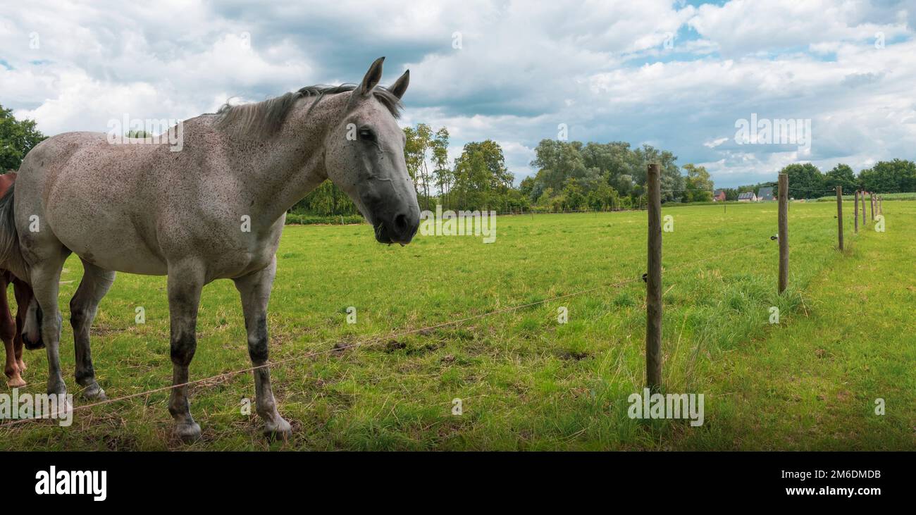 cavallo in campo estate Foto Stock