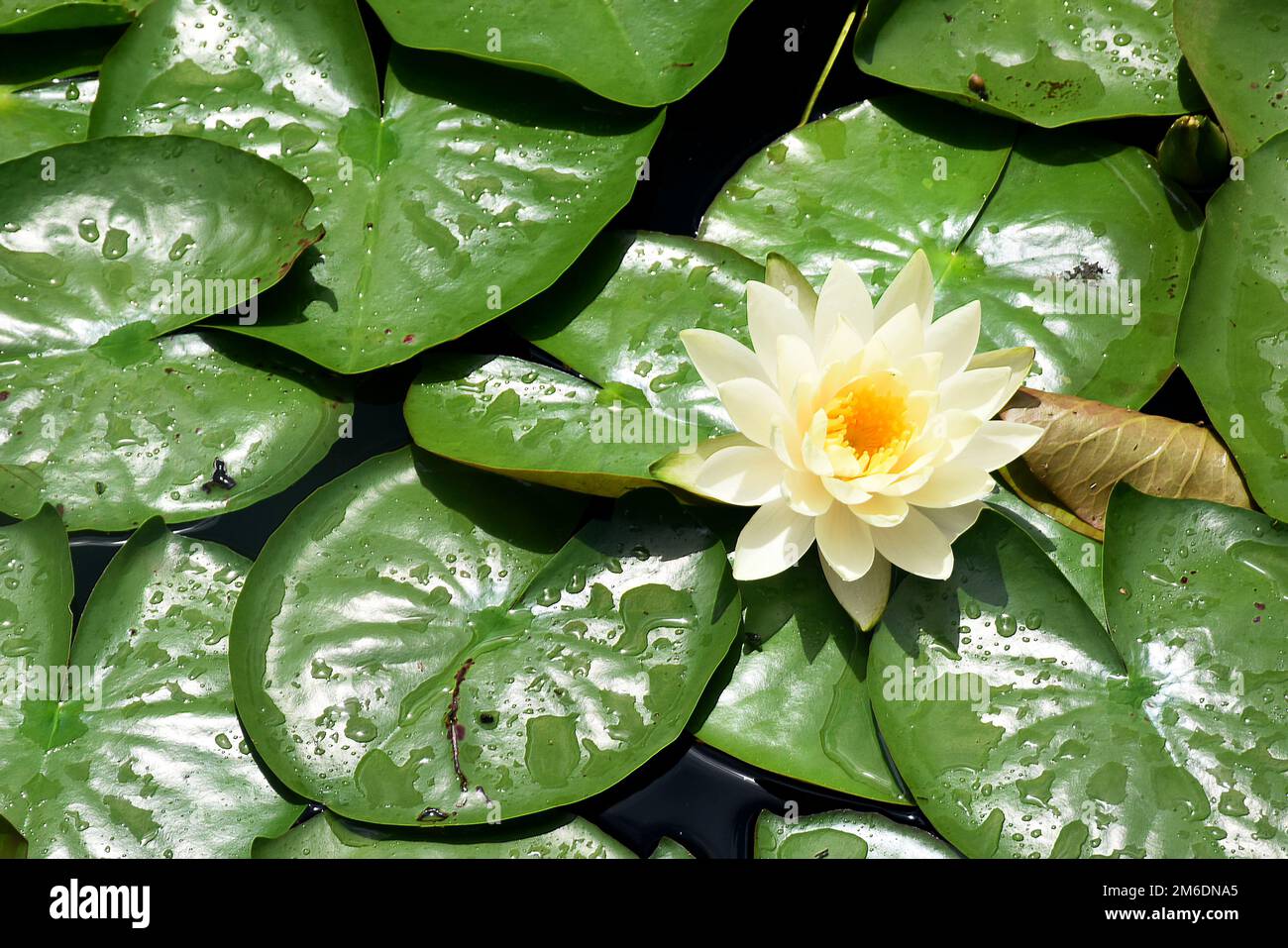 Gigli di acqua bianca in uno stagno intorno al famoso parco Shinjuku Gyoen a Tokyo, giorno estivo soleggiato Foto Stock