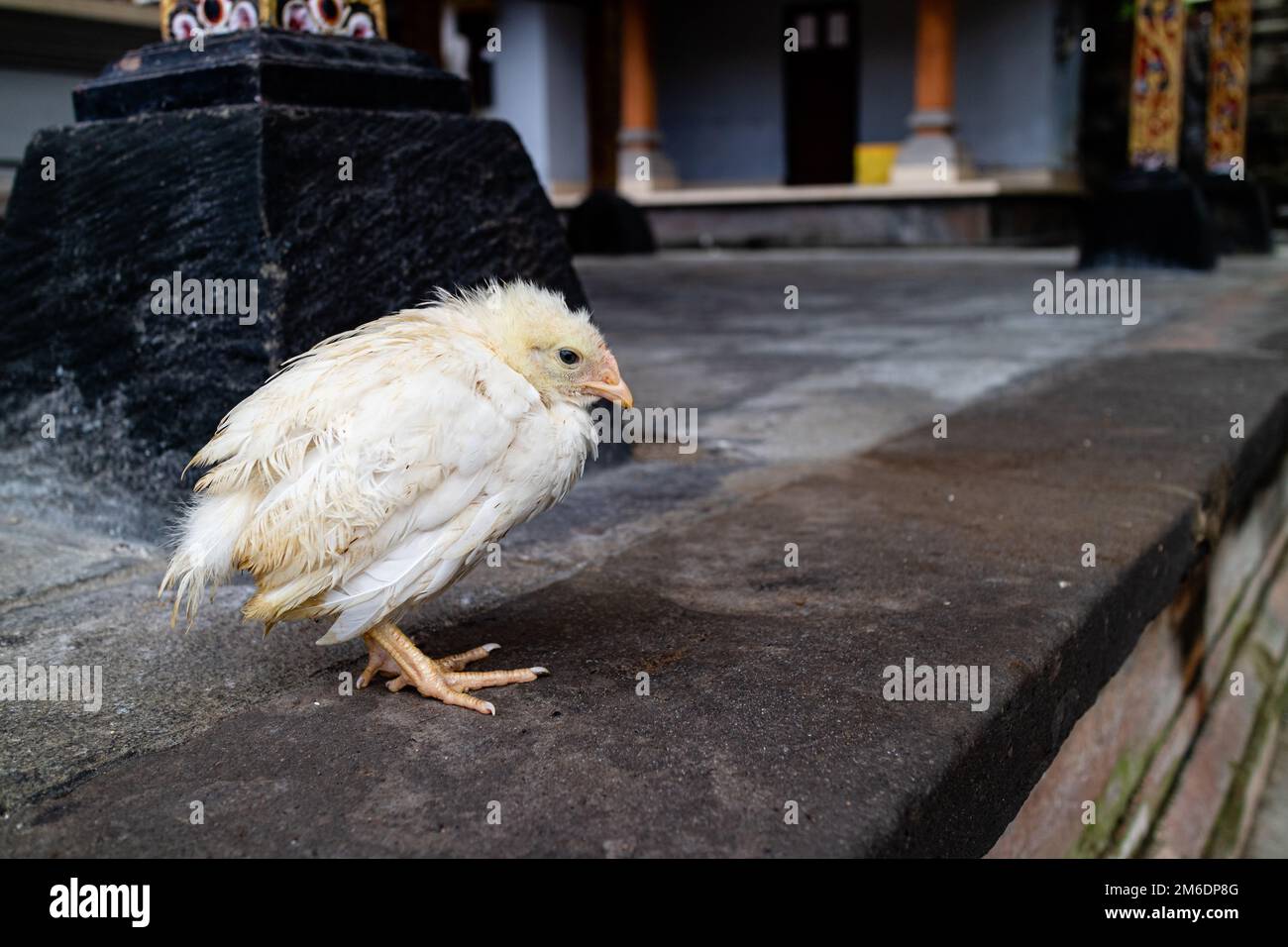 Un giovane pollo che appare spaventato e freddo Foto Stock