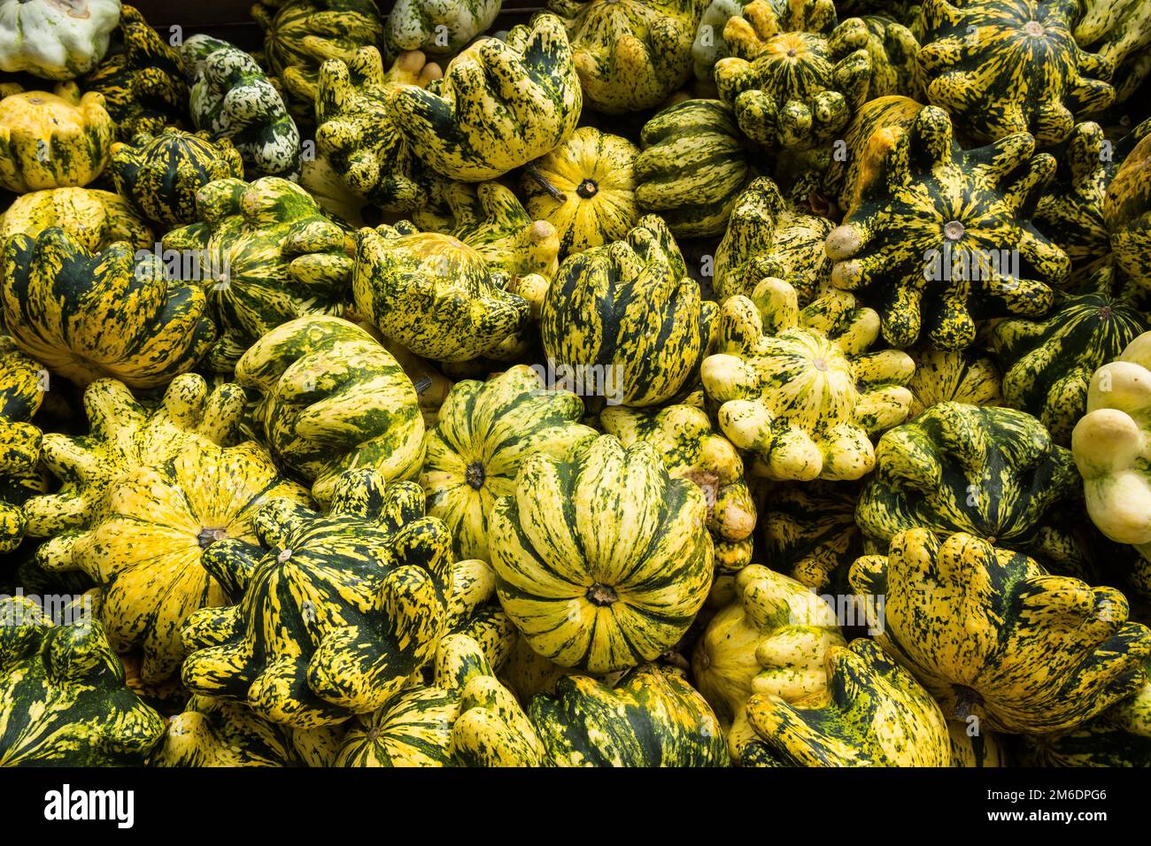 Festa di stagione agricola della zucca di Halloween Foto Stock