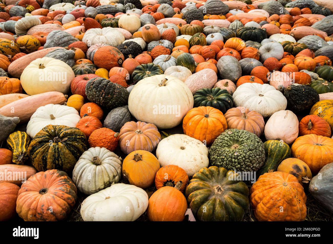 Halloween molti tipi diversi di zucca Foto Stock