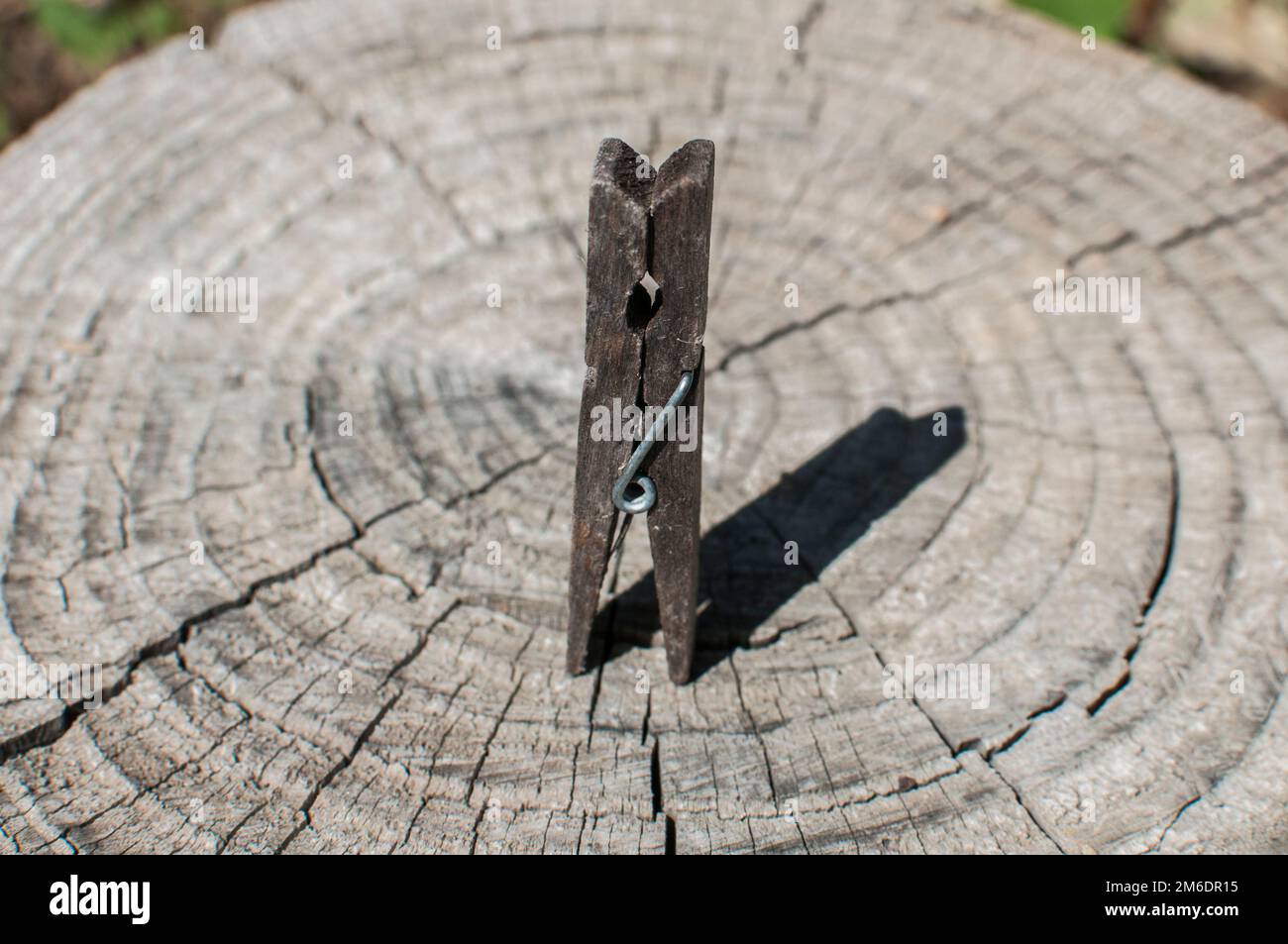 Vecchia spina di abbigliamento di legno stagionato su vecchio tronco di albero tagliato superficie primo piano Foto Stock