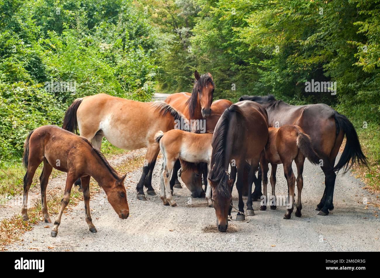 Mandria di cavalli in primo piano sulla strada di campagna Foto Stock