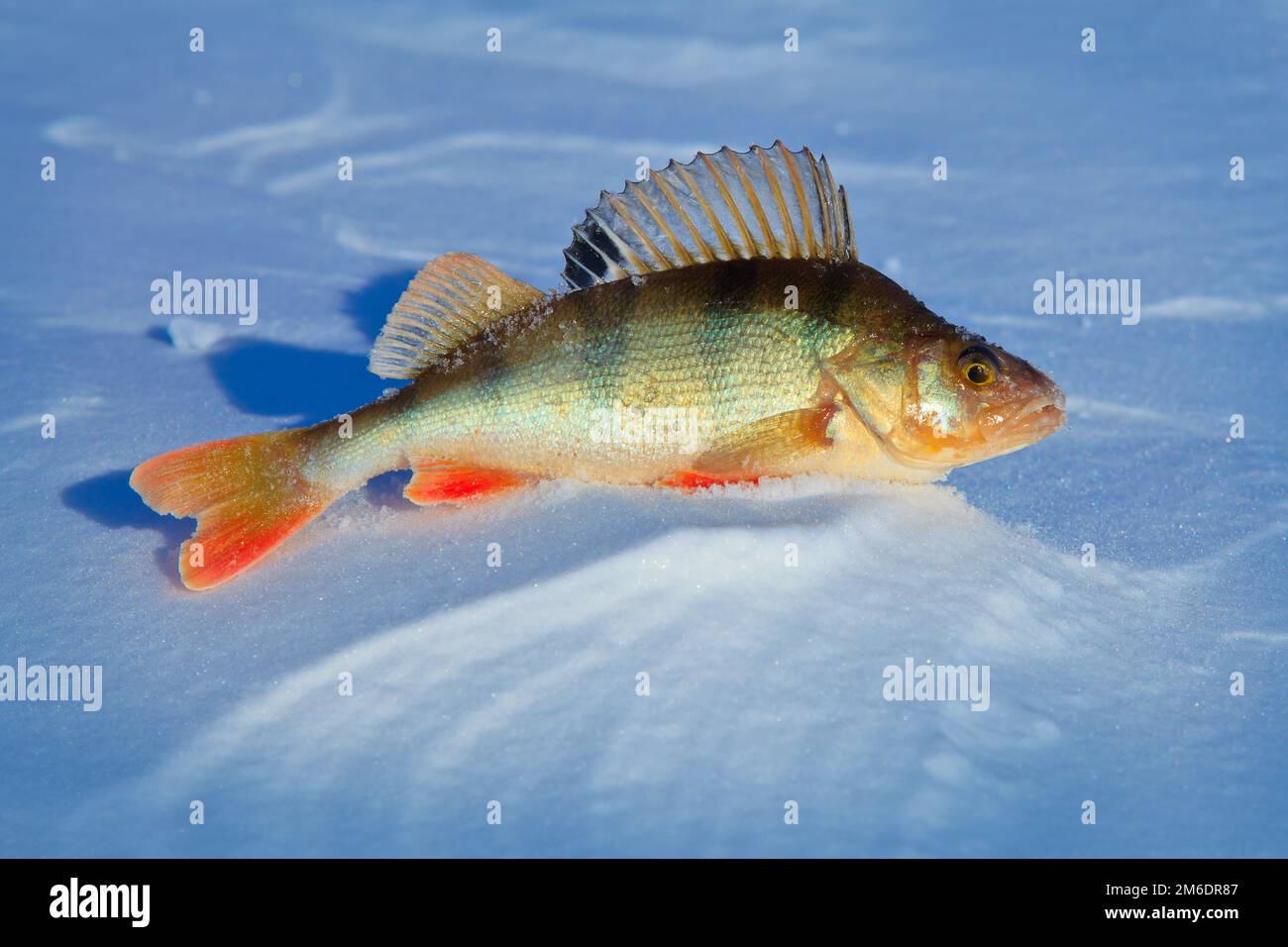 Pesce persico grande su ghiaccio blu . Foto Stock