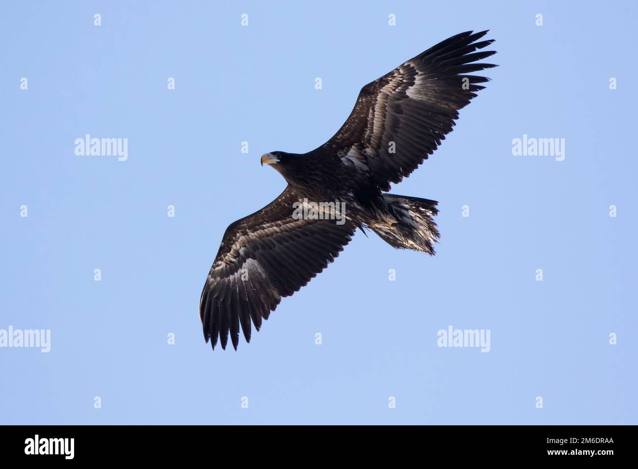 Volare giovane aquila del pacifico in una giornata invernale Foto Stock