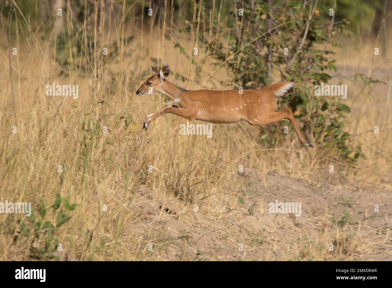 Bushbok femmina che salta sopra erba alta nella savana bushy Foto Stock