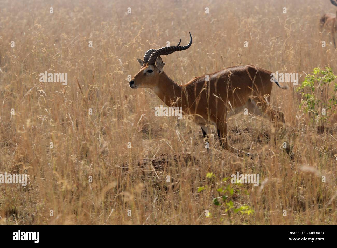 Kob maschio che corre attraverso l'erba secca alta nella savana Foto Stock