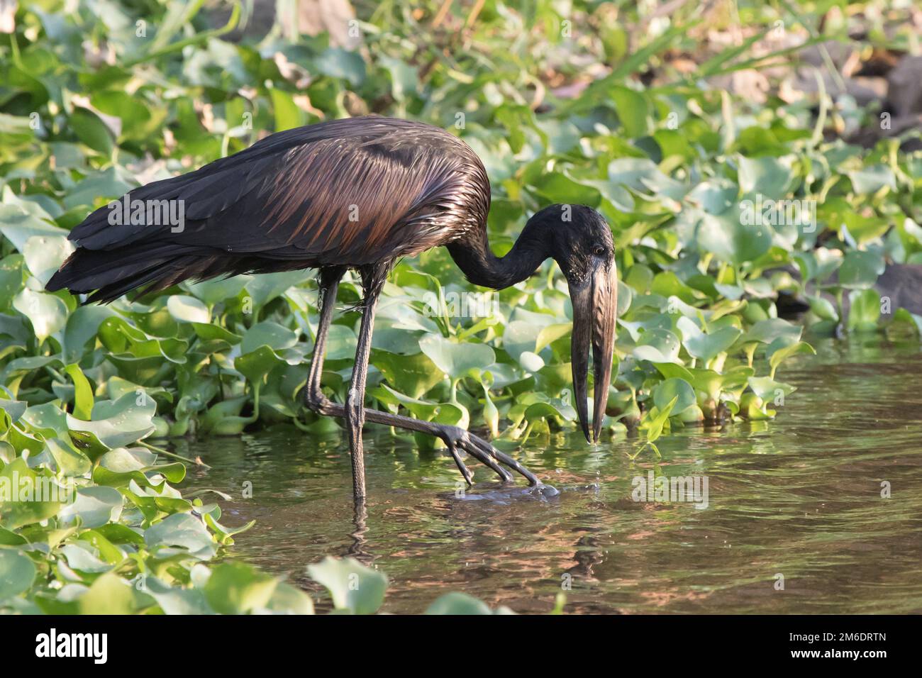 Cibo africano sulla riva del lago Victoria Foto Stock