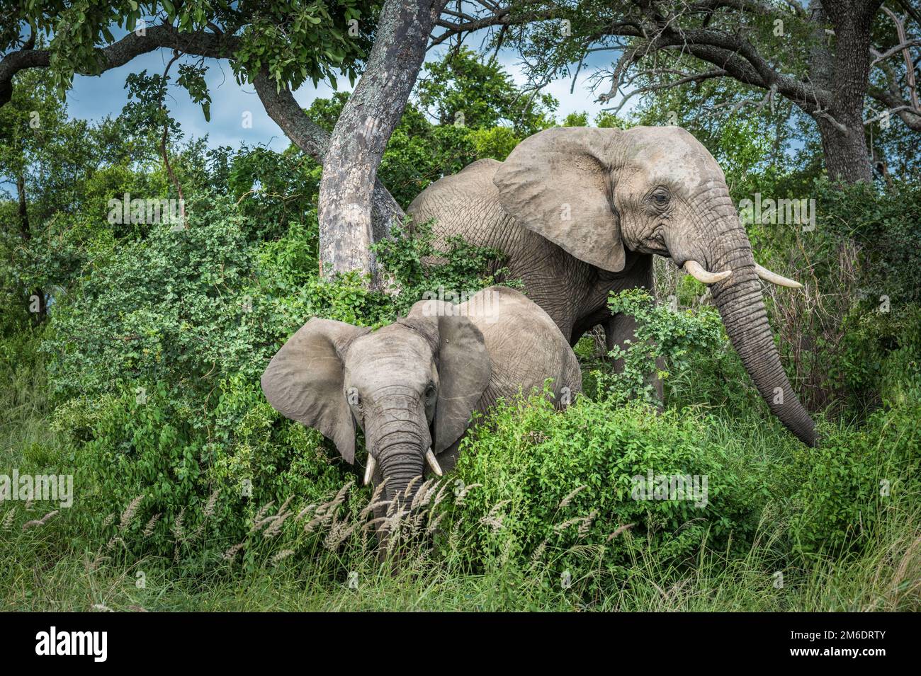 Gli elefanti nel Parco Nazionale di Kruger, Sud Africa. Foto Stock