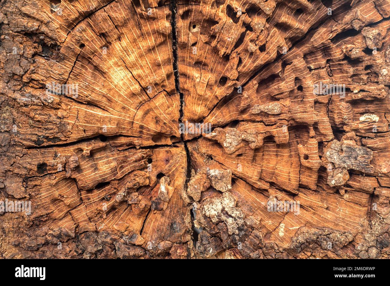 Vecchio tronco di albero stagionato superficie ruvida primo piano con centrale irradia come sfondo di legno Foto Stock