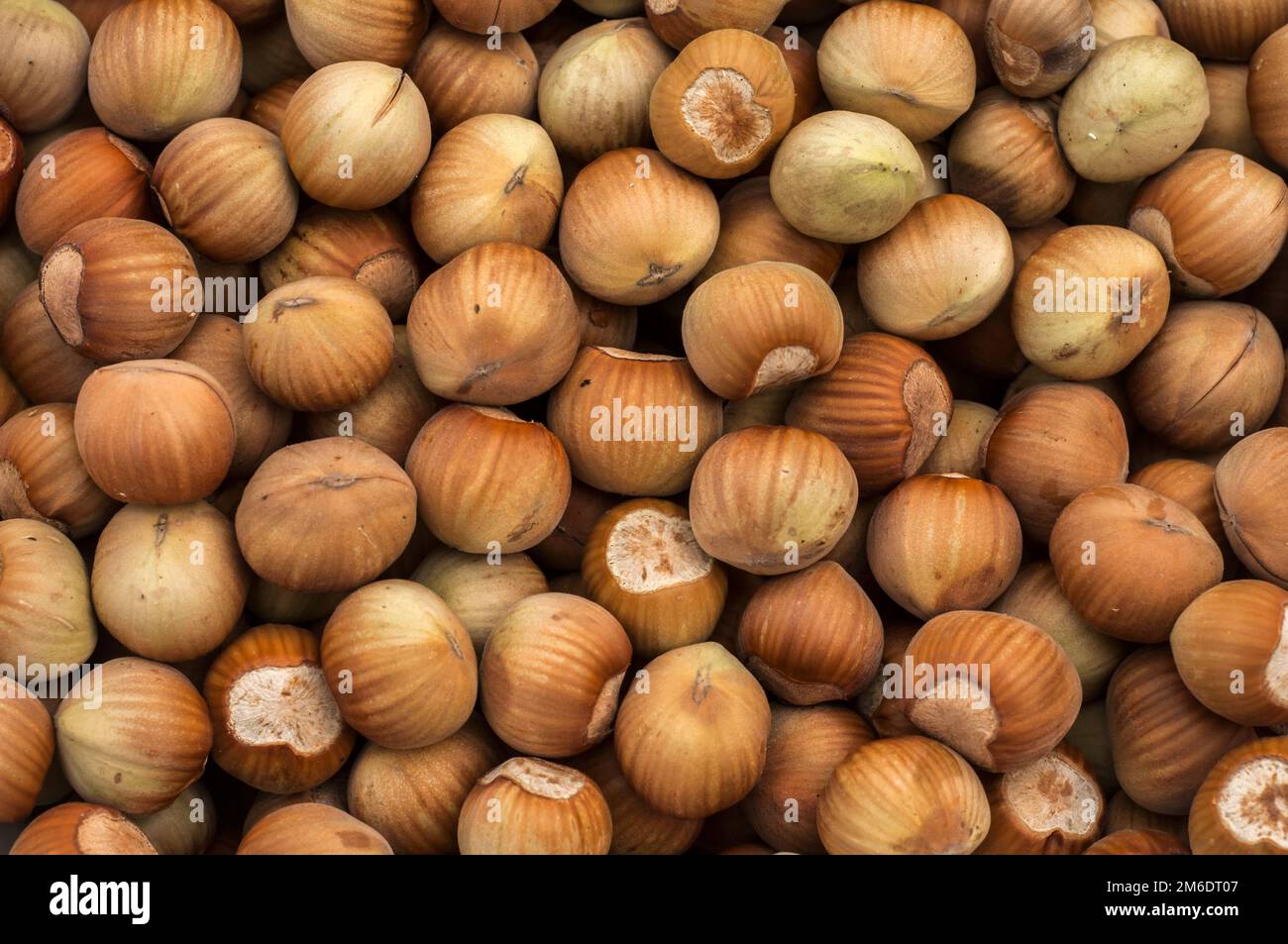 Nocciole crude con guscio di closeup come sfondo Foto Stock