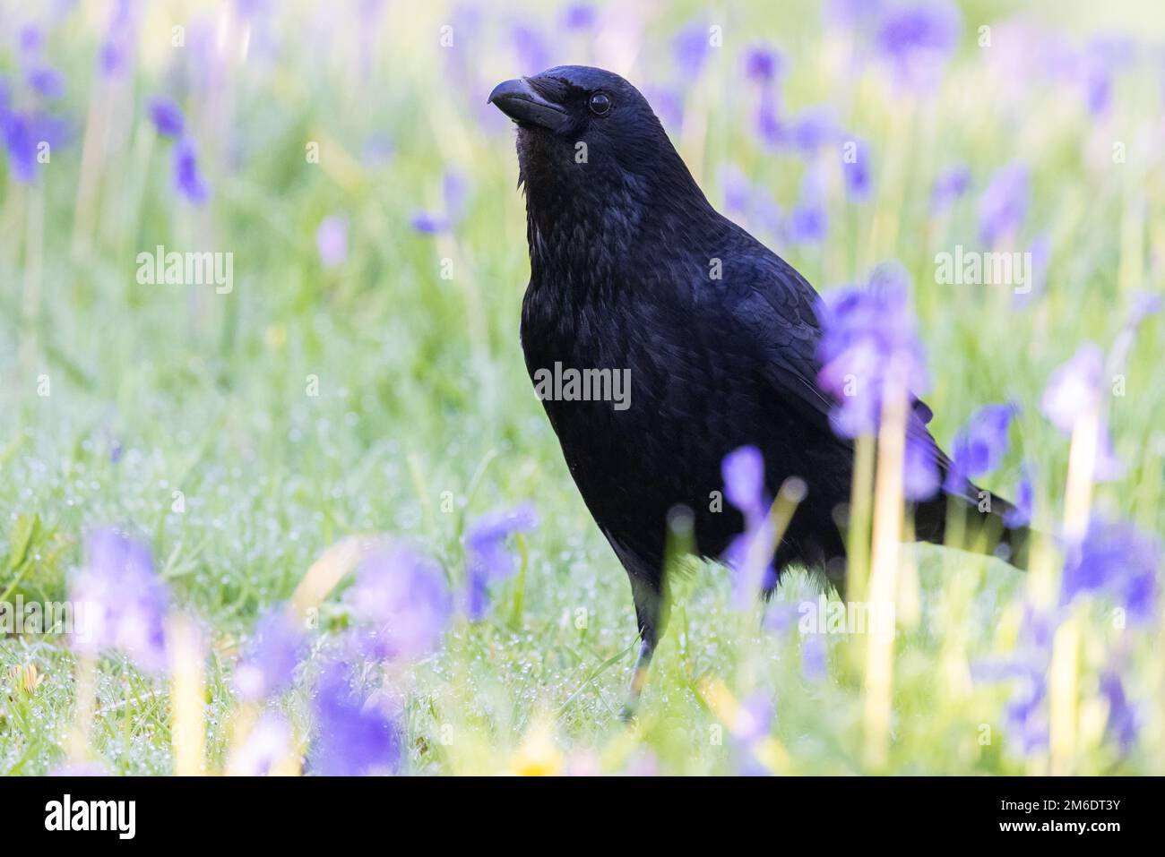 Carrion Crow [ Corvus corone ] tra Buebells Foto Stock