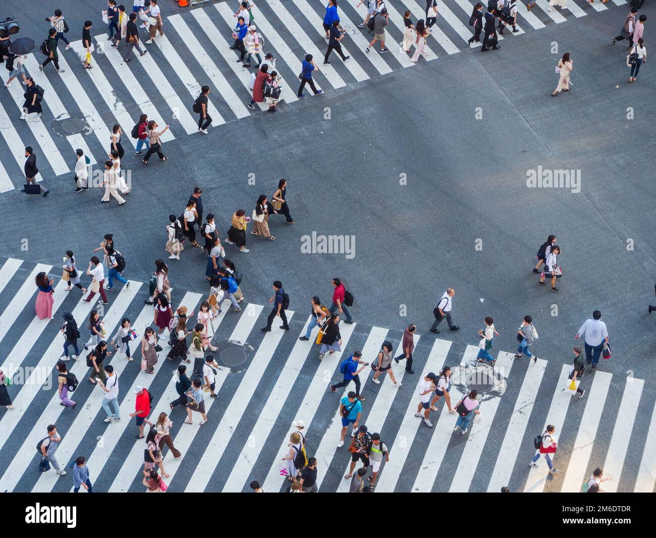 Shibuya, Giappone - 23 9 19: Persone che attraversano Shibuya Crossing in serata con l'attraversamento completo in vista Foto Stock