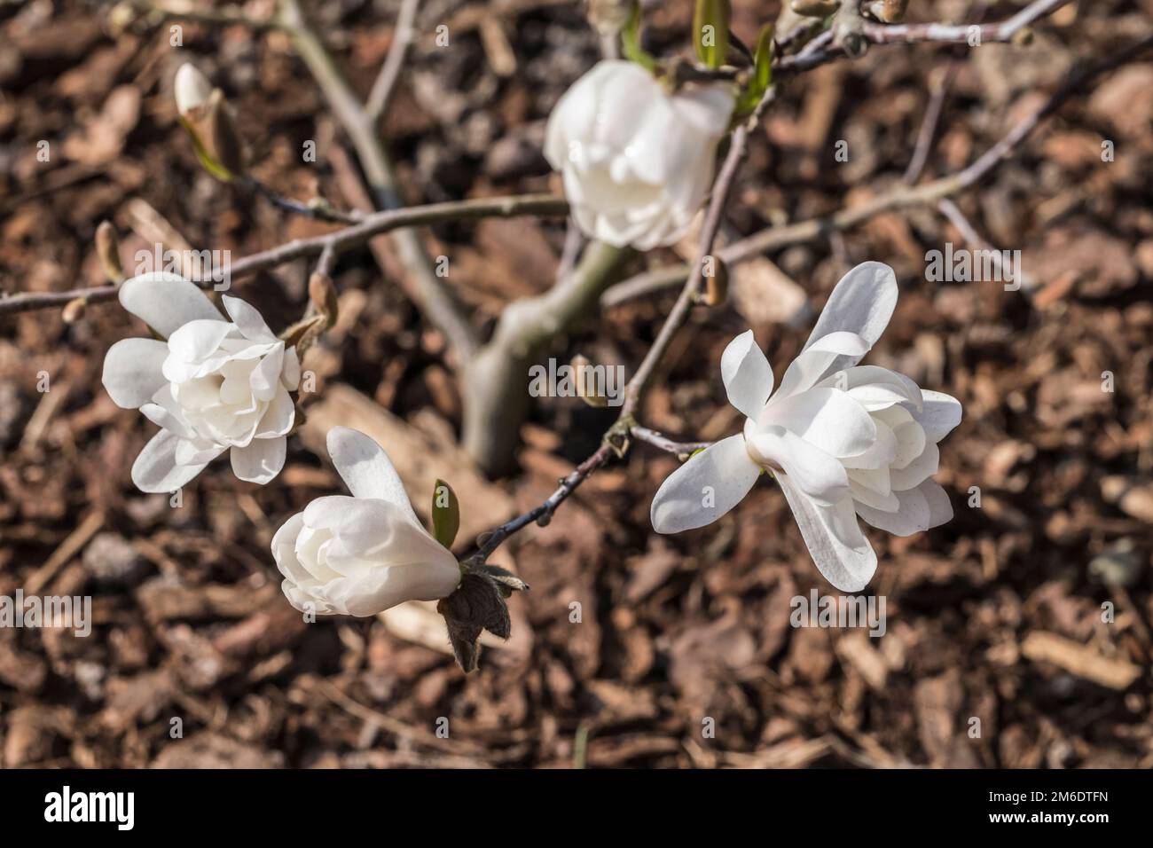 Fiori bianchi della stella magnolia Foto Stock