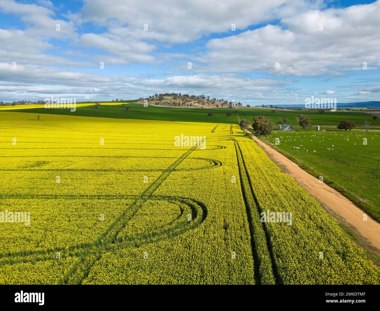 Bei campi verdi e d'oro di grano e canola coltivando così come pascolando terra in Australia rurale Foto Stock