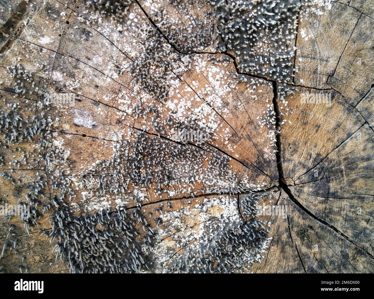 Il disegno della superficie del fondo di legno asciutto. Disegno grezzo del vecchio legno Foto Stock