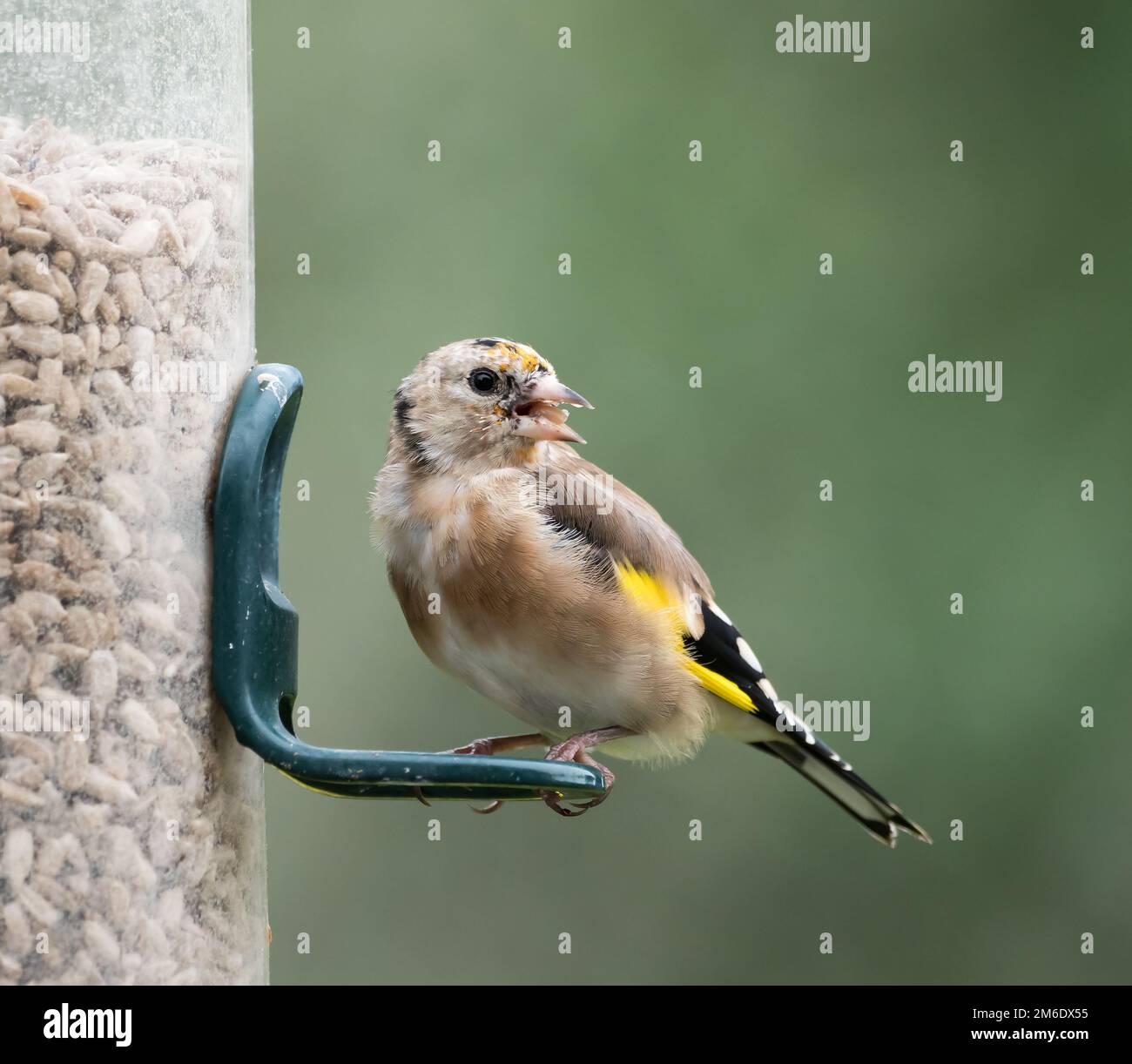 Goldfinch giovane europeo su alimentatore da giardino Foto Stock