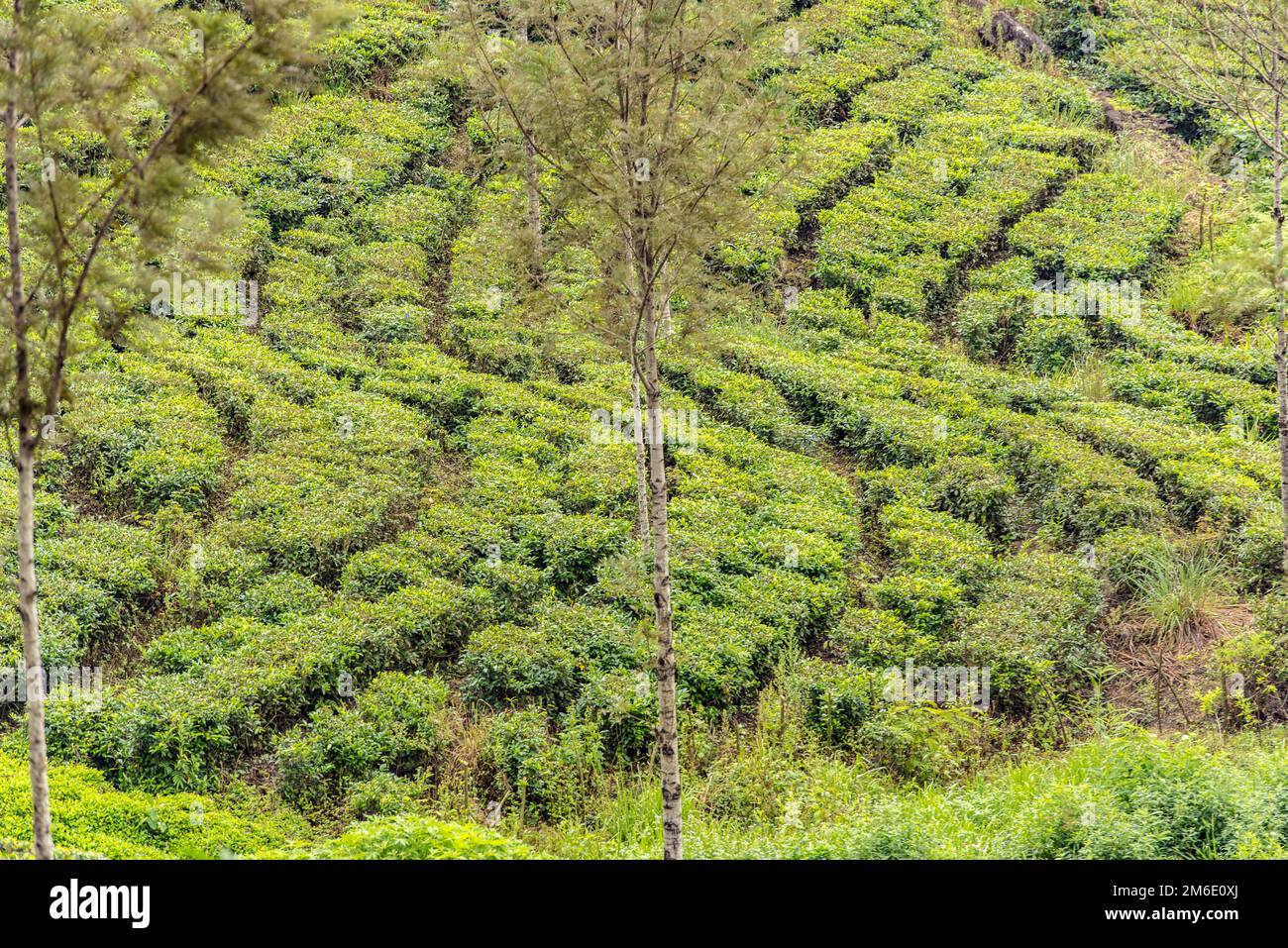 Haputale, Sri Lanka - 23 novembre 2019: Fabbrica di tè in piantagione di tè vicino Haputale. Sri Lanka. Foto Stock