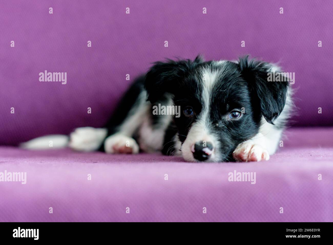 Carino in bianco e nero Border Collie cucciolo sembra dormire nel lettino. Foto Stock
