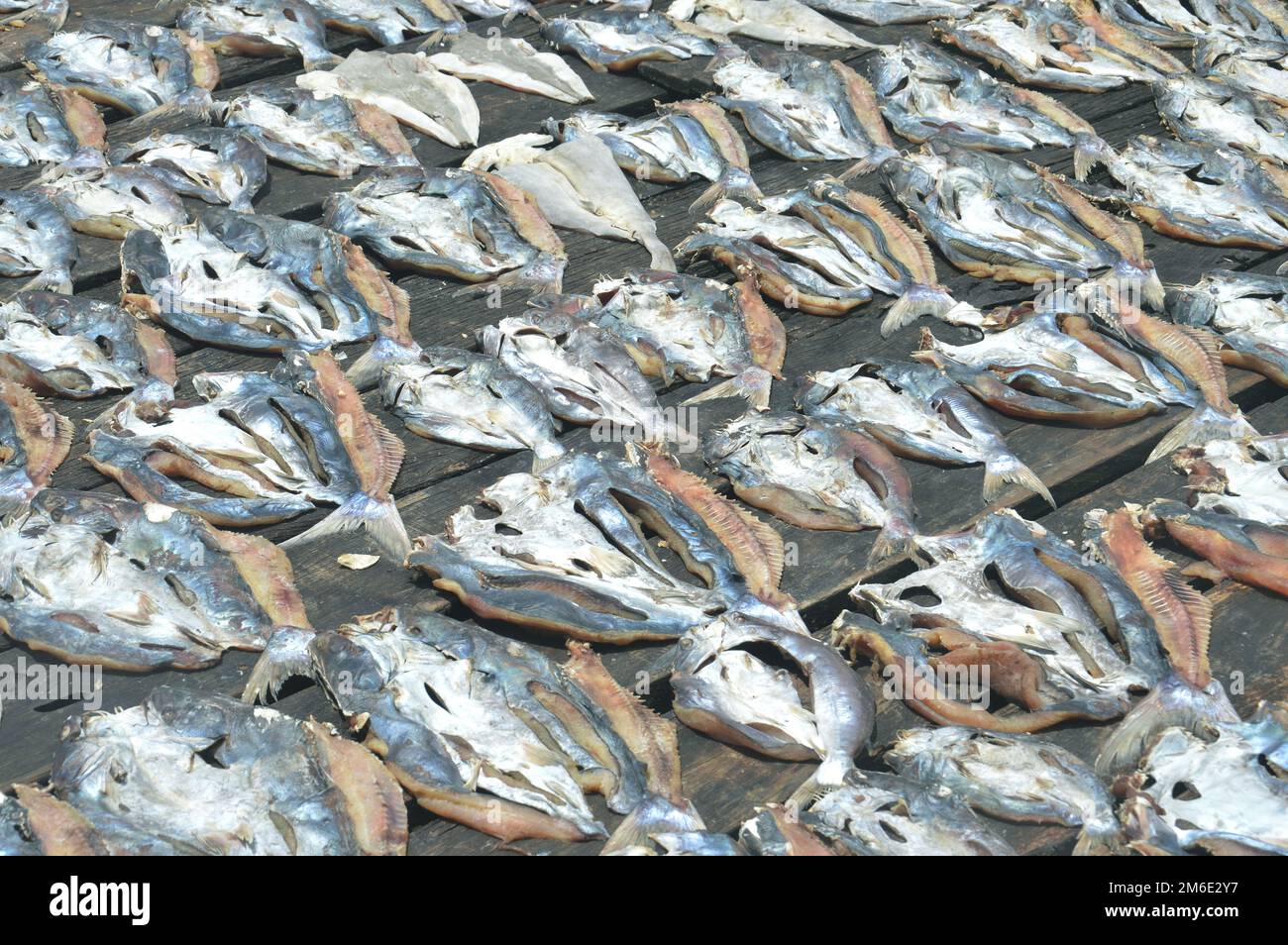 Pesci secchi Foto Stock