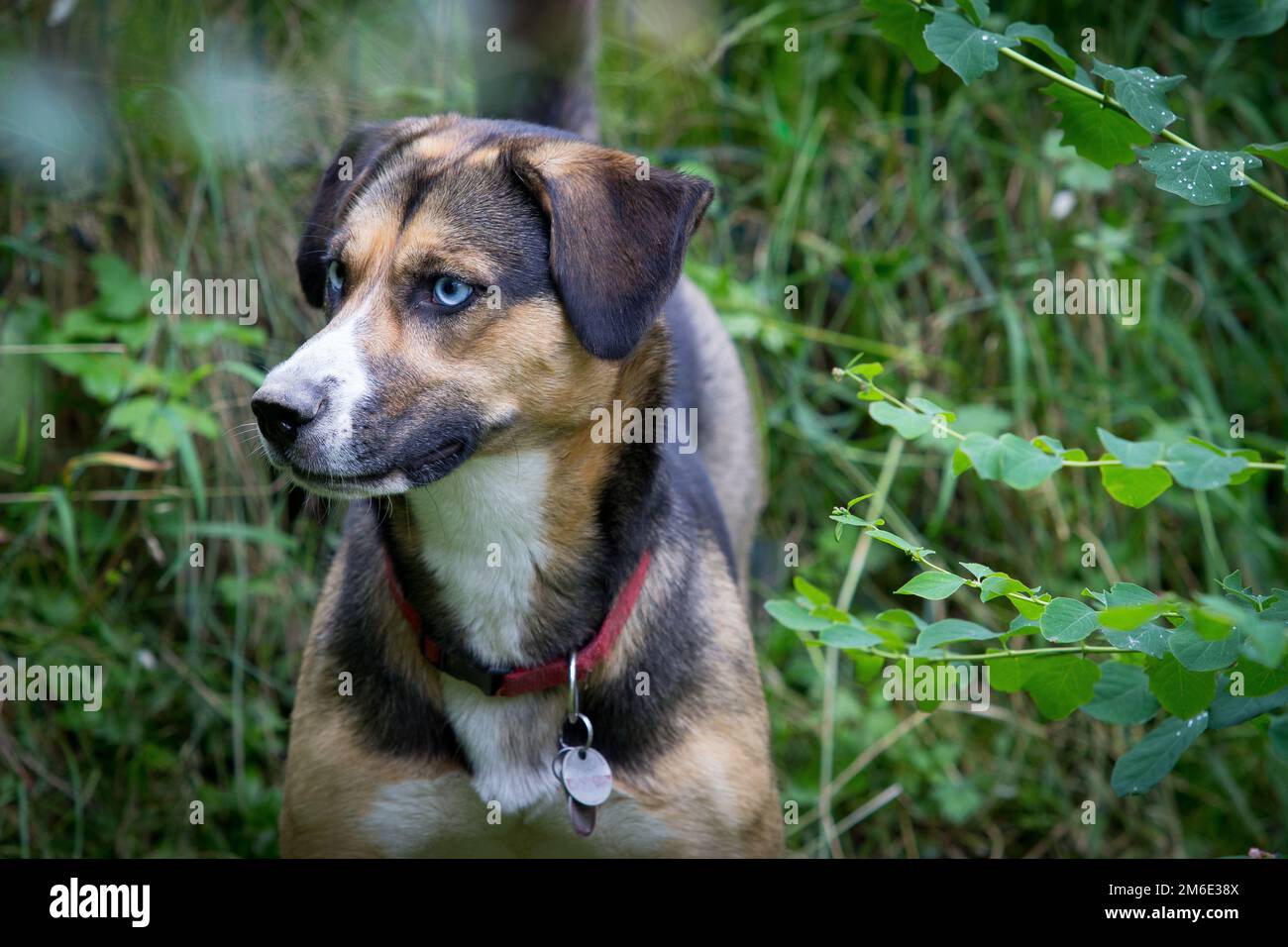 Un cane guarda al suo padrone sulla prateria Foto Stock