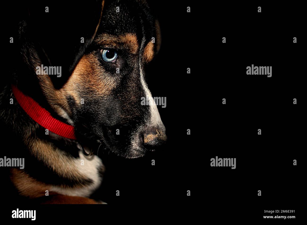 Un cane guardare a terra con uno sfondo nero Foto Stock