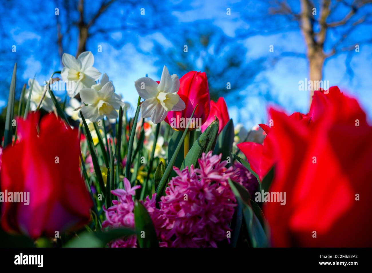 Fiori colorati presi in una posizione ad angolo basso Foto Stock