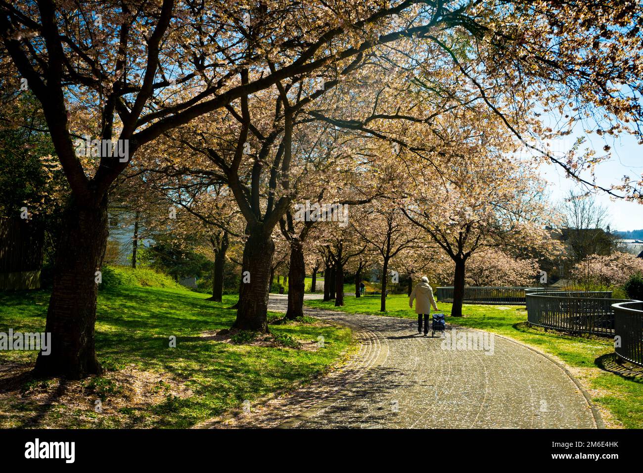 Una passeggiata pensionato in un parco cittadino in primavera Foto Stock