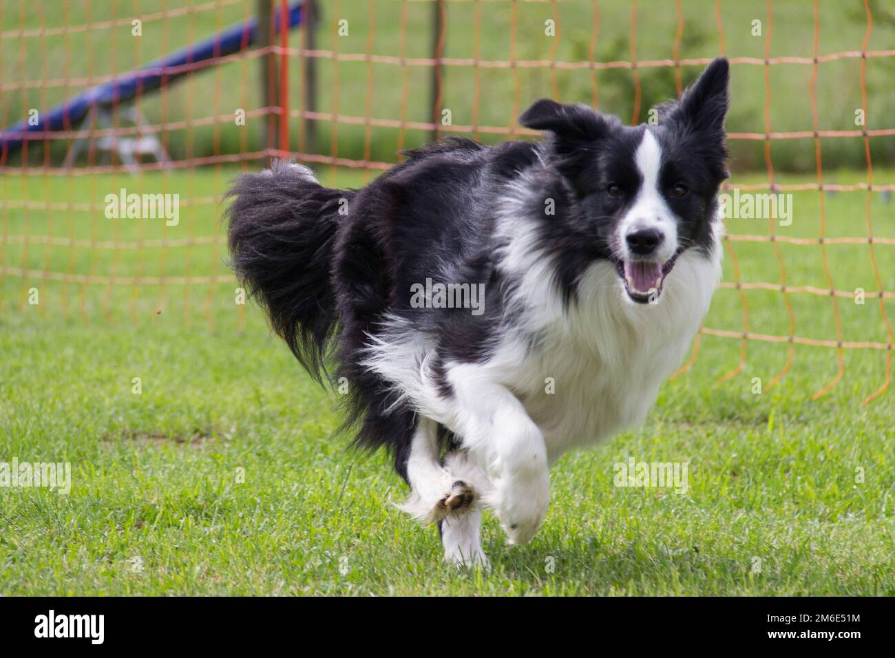 Agilità addestramento del cane - corsa al bersaglio seguente Foto Stock
