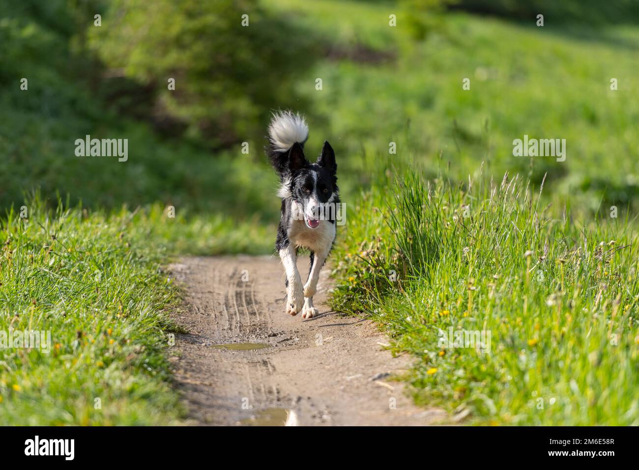 Cute nero e bianco bordo cucciolo Collie nella montagna su Andorra Foto Stock