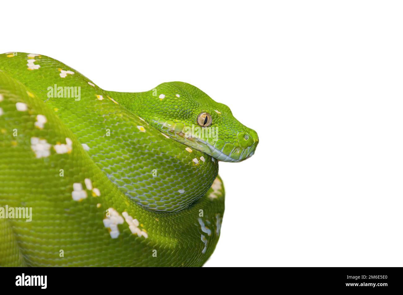Verde albero Python Snake isolato su sfondo bianco Foto Stock