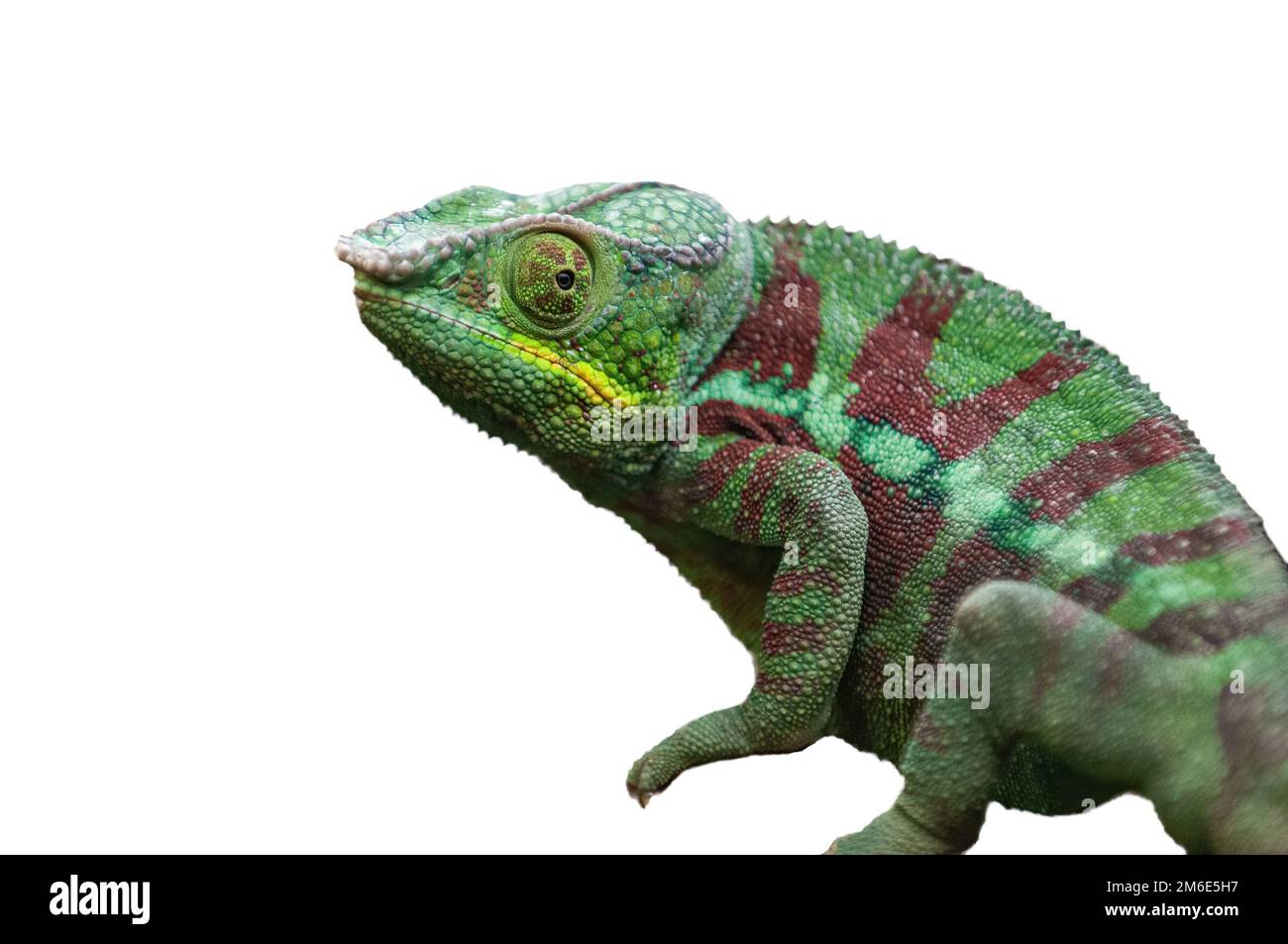 Colorato Chameleon isolato su sfondo bianco Foto Stock