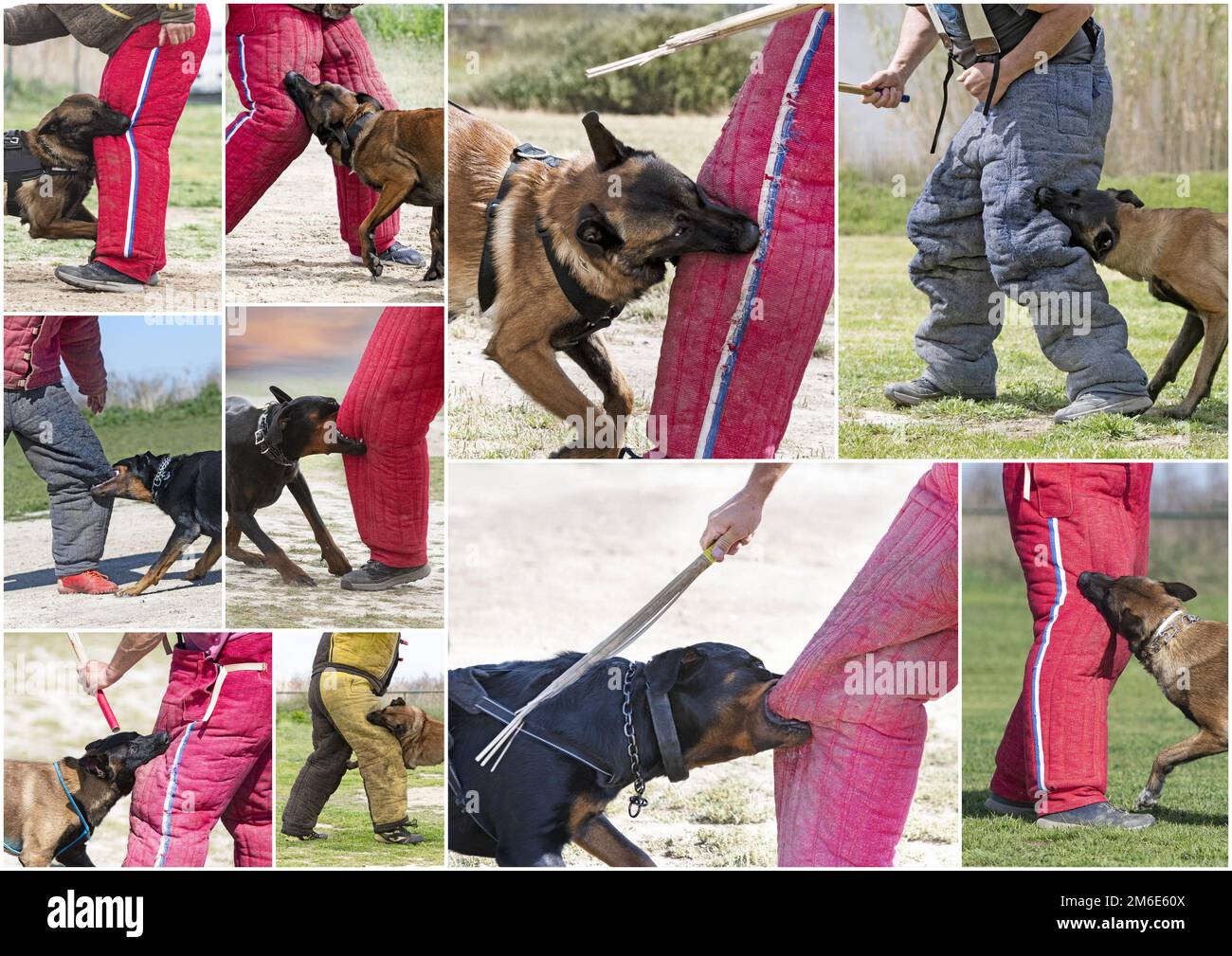 gruppo di cani di guardia formazione in natura per la sicurezza Foto Stock