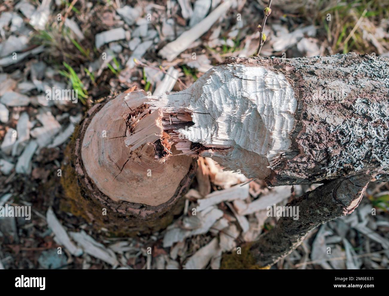 Un albero gettato da castori cadde in primavera . Foto Stock