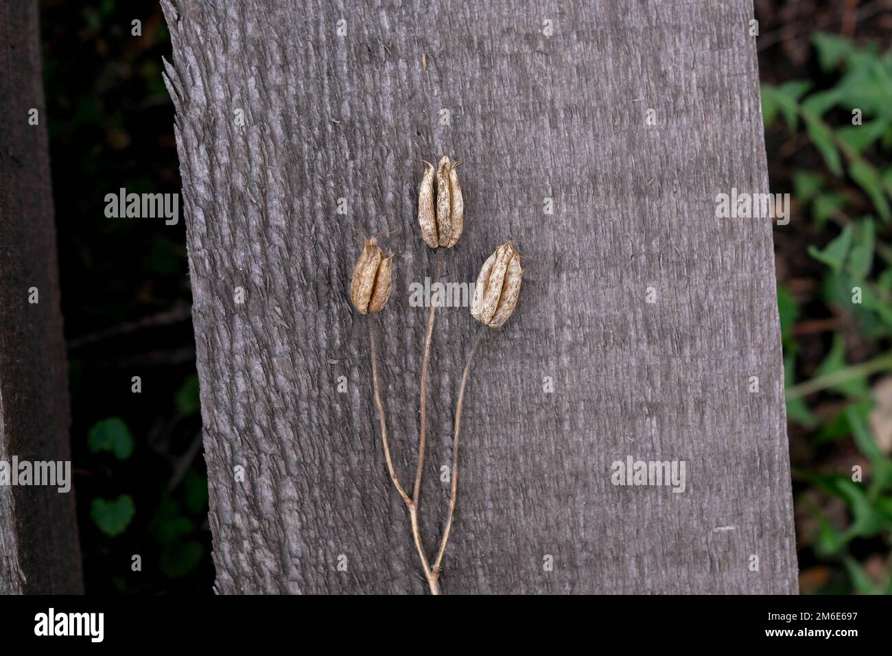 Erba asciutta su un albero. Tronchi sottili con germogli pieni di semi. Cartone grezzo grigio Foto Stock