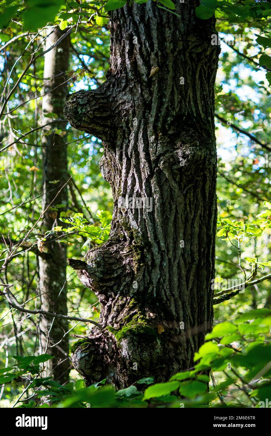 Tronco di quercia con affioramenti da rami vista verticale Foto Stock