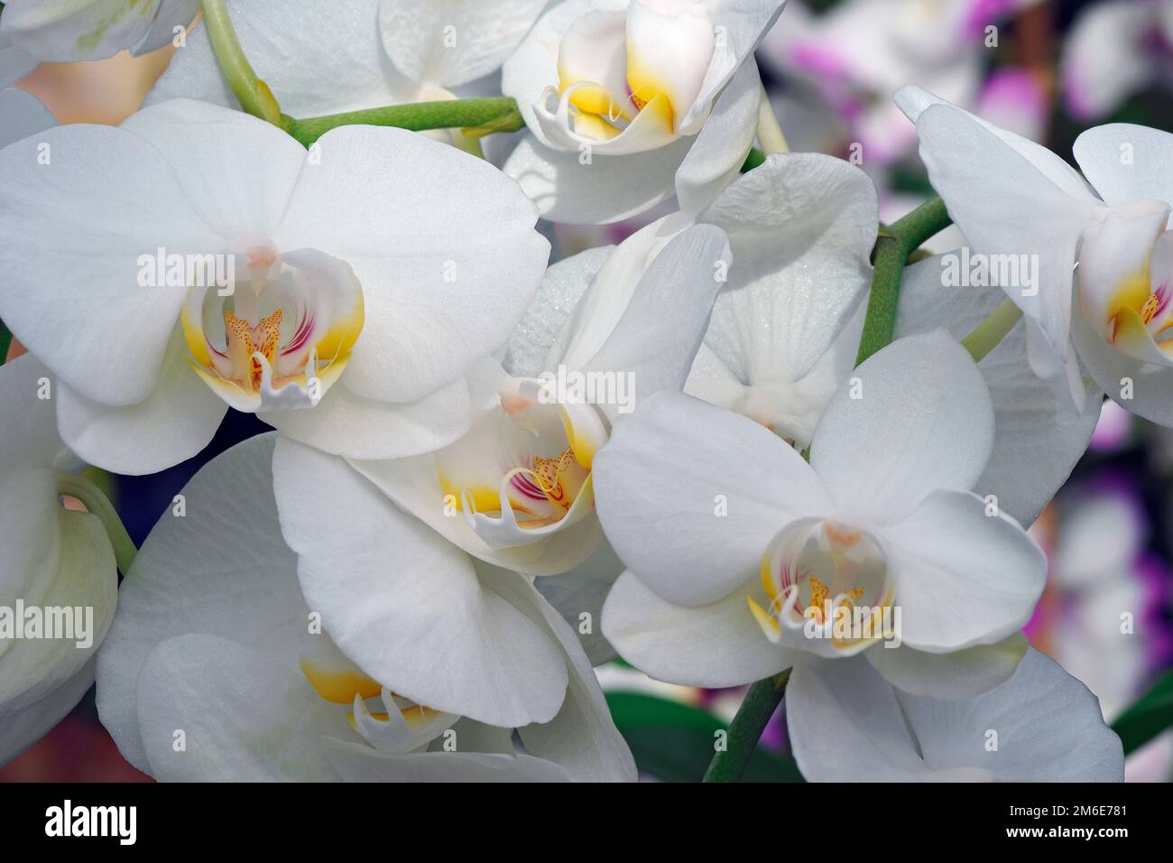 Primo piano immagine di fiori di Orchidea Moth (Phalaenopsis x hybridus) Foto Stock
