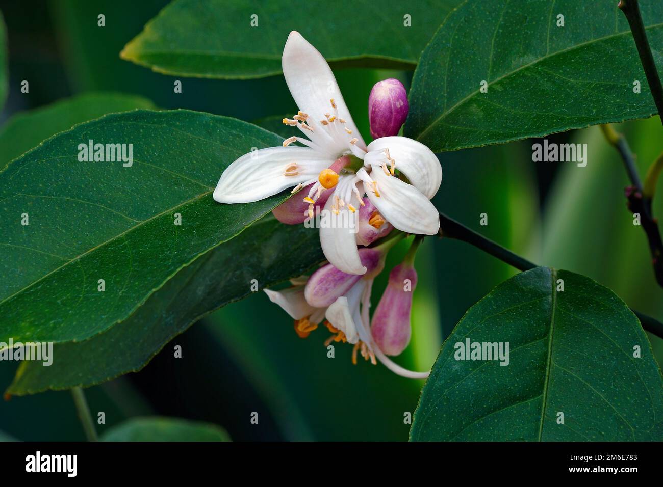 Primo piano immagine dei fiori di limone Meyer (Citrus x meyeri) Foto Stock