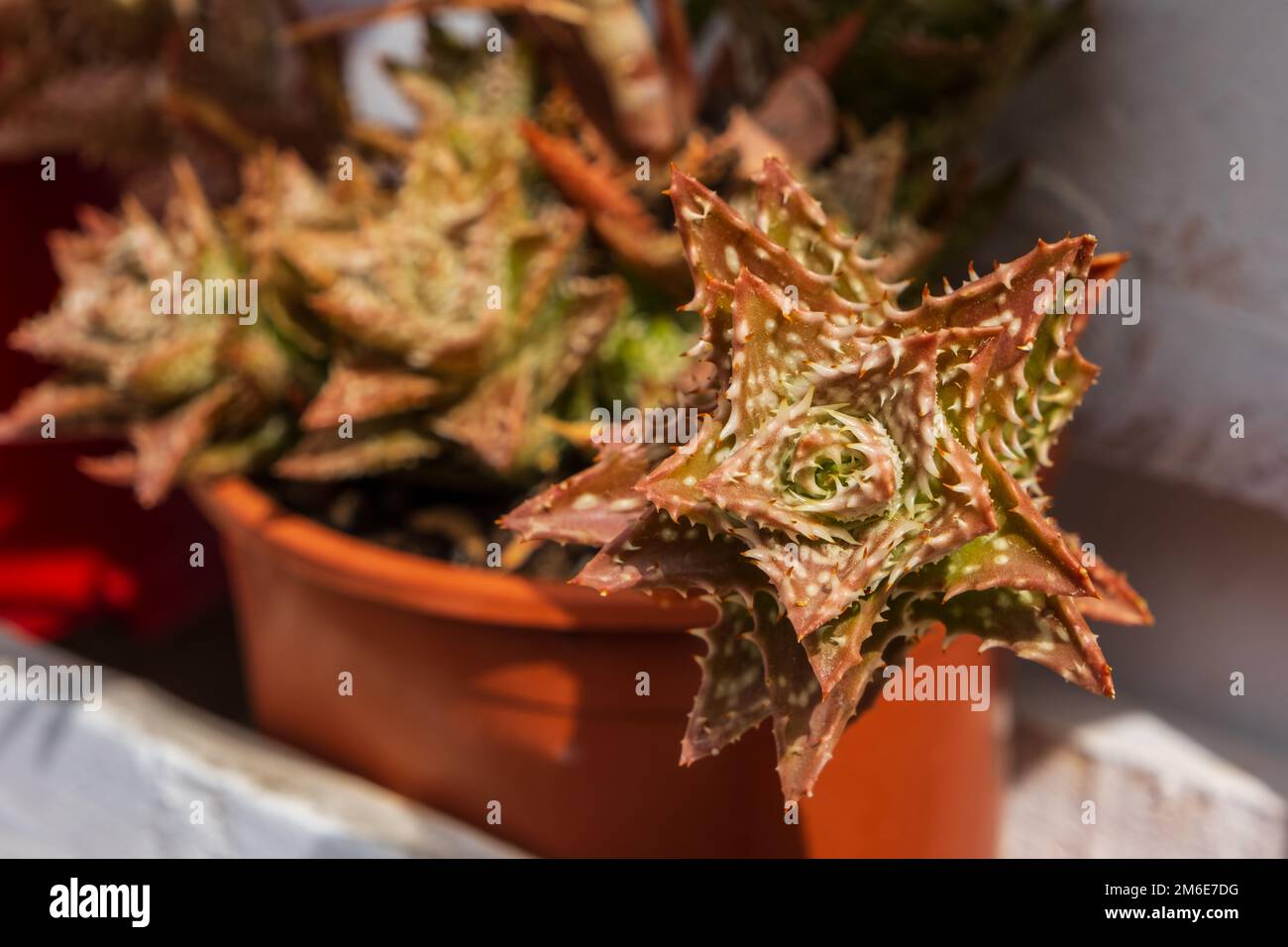 Aloe squarrosa, una specie di piante fiorite succulente della famiglia Asphodeloideae. Coltivazione di piante nel giardino di casa. Catalogna, Spagna Foto Stock
