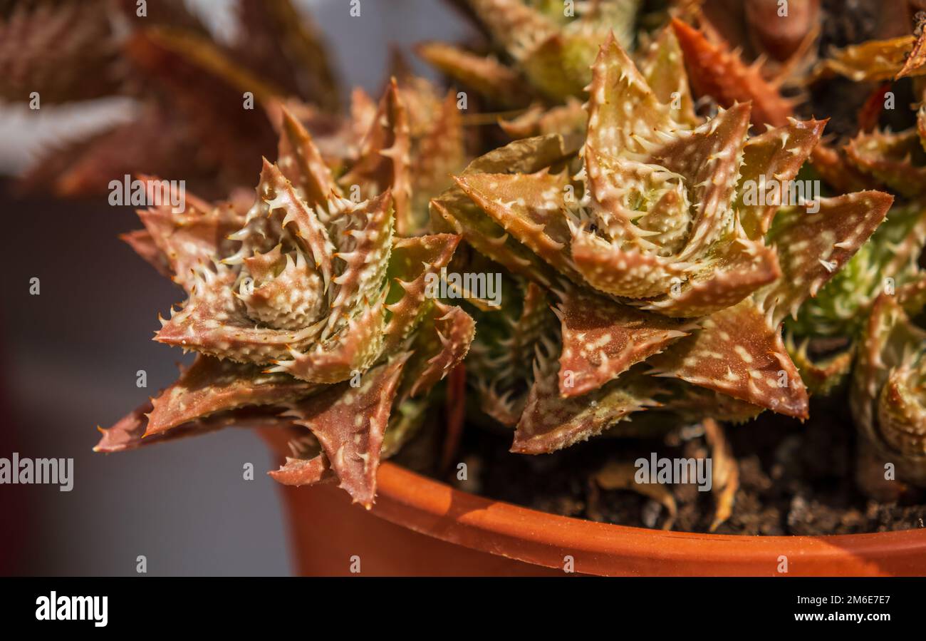 Aloe squarrosa, una specie di piante fiorite succulente. Scarlatto verde macchiato con spine. Primo piano dell'impianto. Coltivazione di piante tropicali in casa Foto Stock