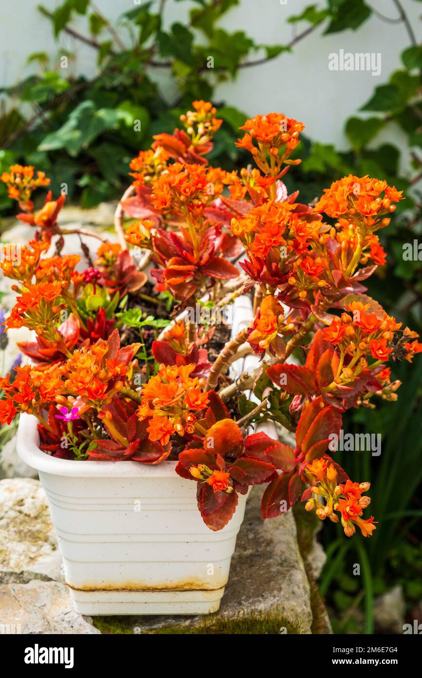 Kalanchoe blossfeldiana con focus selettivo. Conosci anche Flaming Katy, Christmas kalanchoe, Florist kalanchoe. Pianta succulenta. Coltivazione di piante i Foto Stock