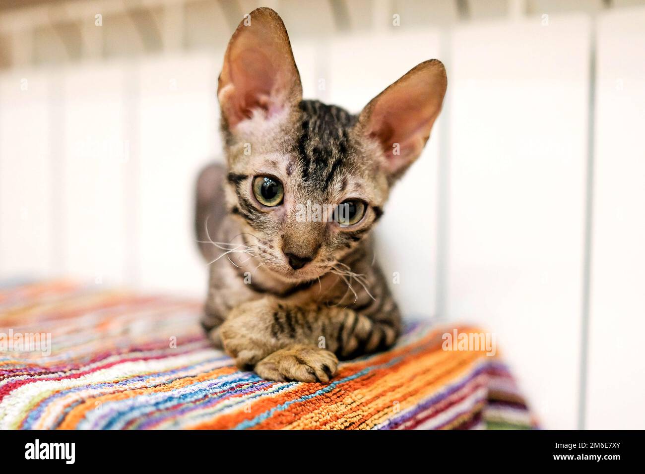 Il gattino si sta basando nella batteria, guardando lateralmente. Il gatto ha grandi orecchie e grandi occhi. Col. Tabby Foto Stock