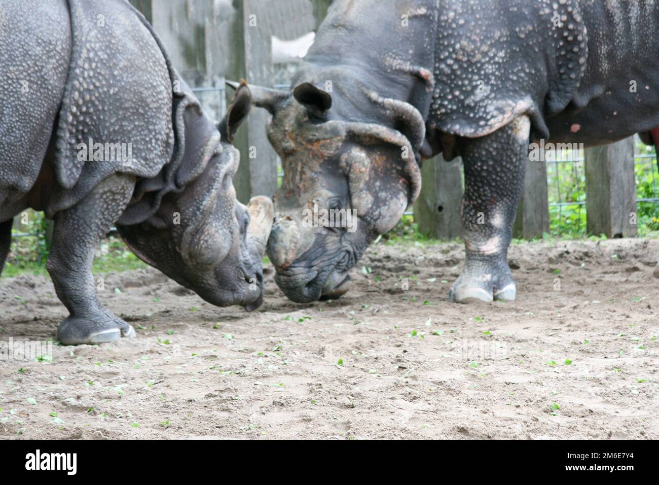 White Rhino (Ceratotherium simum) Foto Stock